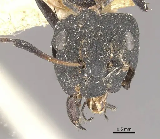 Camponotus berthoudi specimen CASENT0910455 image casent0910455_2