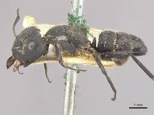 Camponotus berthoudi specimen CASENT0910455 image casent0910455_3