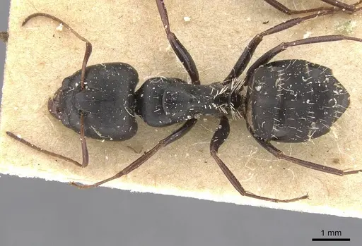 Camponotus berthoudi specimen CASENT0911758 image casent0911758_1