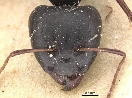 Camponotus berthoudi specimen CASENT0911758 image casent0911758_2