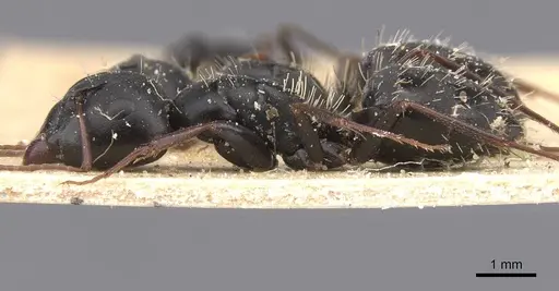 Camponotus berthoudi specimen CASENT0911758 image casent0911758_3