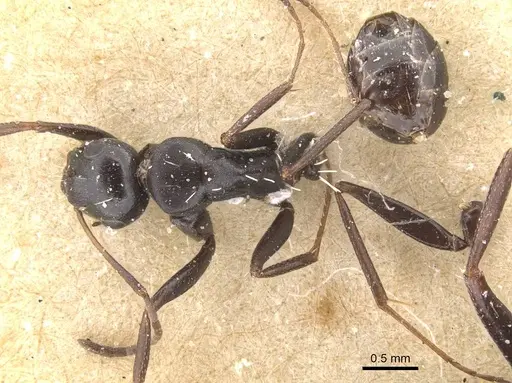 Camponotus berthoudi specimen CASENT0911759 image casent0911759_1