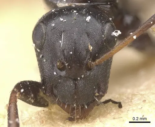 Camponotus berthoudi specimen CASENT0911759 image casent0911759_2