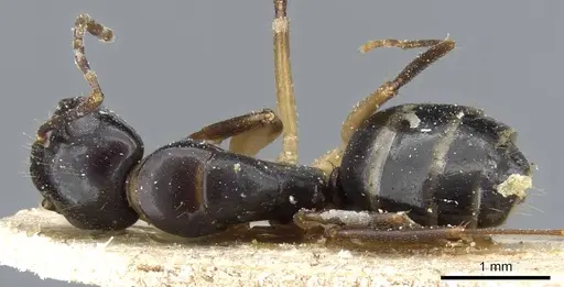 Camponotus bertolonii specimen CASENT0905450 image casent0905450_1