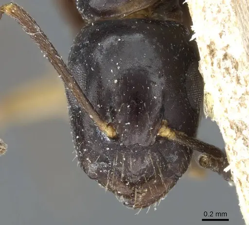 Camponotus bertolonii specimen CASENT0905450 image casent0905450_2