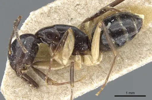 Camponotus bertolonii specimen CASENT0905450 image casent0905450_3