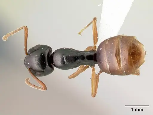 Camponotus bevohitra specimen CASENT0437238 image casent0437238_1