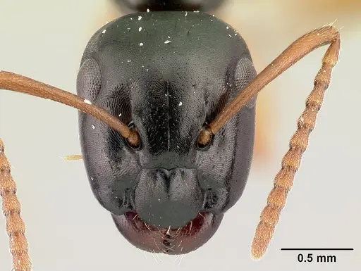 Camponotus bevohitra specimen CASENT0437238 image casent0437238_2