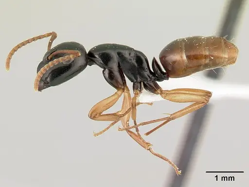 Camponotus bevohitra specimen CASENT0437238 image casent0437238_3