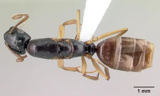 Camponotus bevohitra specimen CASENT0437246 image casent0437246_1