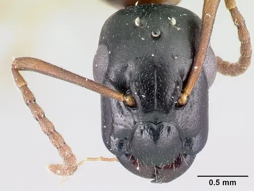 Camponotus bevohitra specimen CASENT0437246 image casent0437246_2