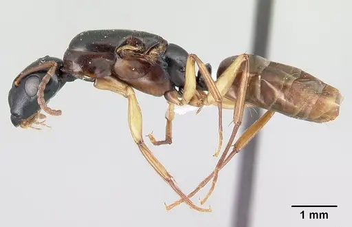 Camponotus bevohitra specimen CASENT0437246 image casent0437246_3
