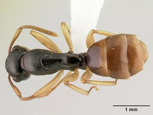 Camponotus bevohitra specimen CASENT0437247 image casent0437247_1