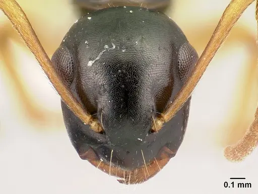 Camponotus bevohitra specimen CASENT0437247 image casent0437247_2