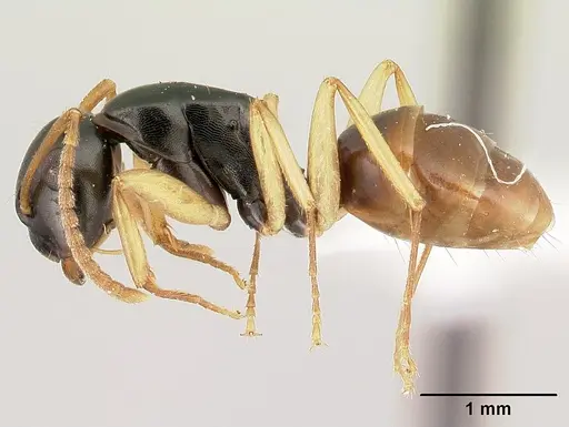 Camponotus bevohitra specimen CASENT0437247 image casent0437247_3