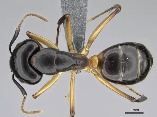 Camponotus bianconii specimen CASENT0785966 image casent0785966_1