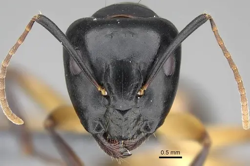 Camponotus bianconii specimen CASENT0785966 image casent0785966_2