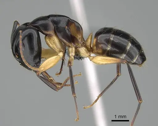 Camponotus bianconii specimen CASENT0785966 image casent0785966_3