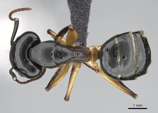 Camponotus bianconii specimen CASENT0822211 image casent0822211_1