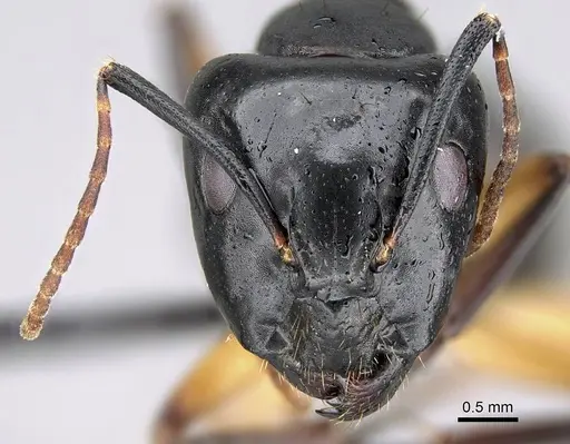 Camponotus bianconii specimen CASENT0822211 image casent0822211_2