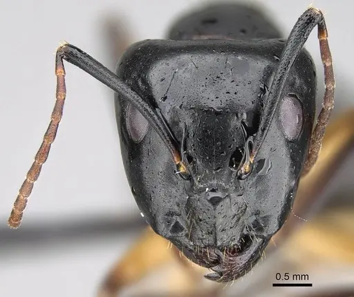 Camponotus bianconii specimen CASENT0822211 image casent0822211_3