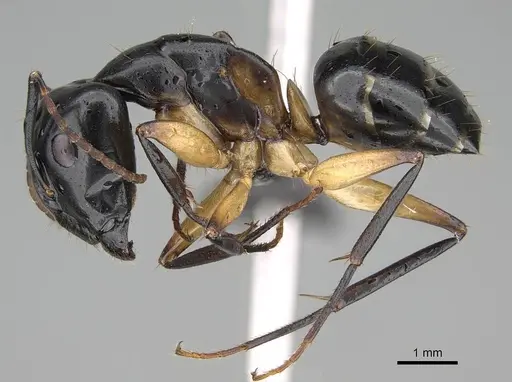 Camponotus bianconii specimen CASENT0822211 image casent0822211_4