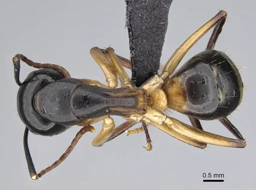Camponotus bianconii specimen CASENT0822212 image casent0822212_1