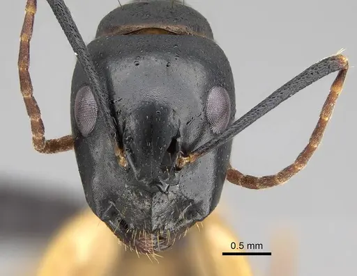 Camponotus bianconii specimen CASENT0822212 image casent0822212_2