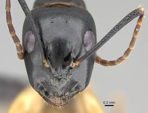 Camponotus bianconii specimen CASENT0822212 image casent0822212_3