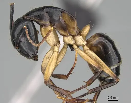 Camponotus bianconii specimen CASENT0822212 image casent0822212_4