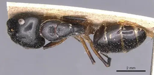 Camponotus bianconii specimen CASENT0905231 image casent0905231_1