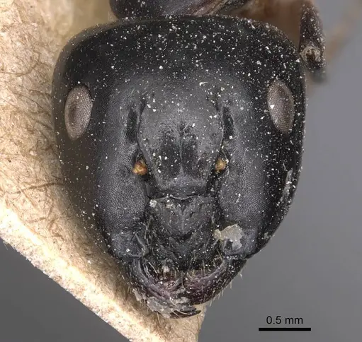 Camponotus bianconii specimen CASENT0905231 image casent0905231_2