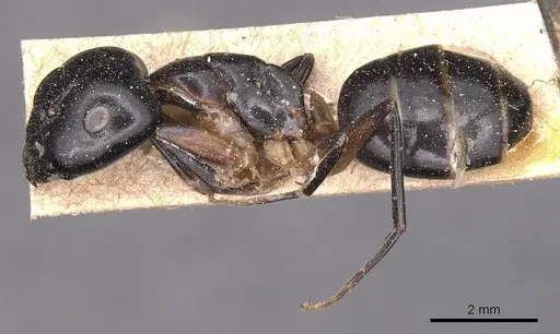 Camponotus bianconii specimen CASENT0905231 image casent0905231_3
