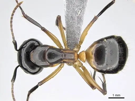 Camponotus bianconii specimen CASENT0915993 image casent0915993_1