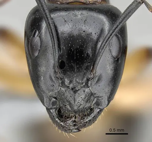 Camponotus bianconii specimen CASENT0915993 image casent0915993_2