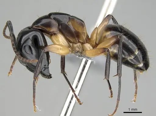 Camponotus bianconii specimen CASENT0915993 image casent0915993_3