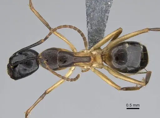 Camponotus bianconii specimen CASENT0915994 image casent0915994_1