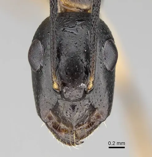 Camponotus bianconii specimen CASENT0915994 image casent0915994_2