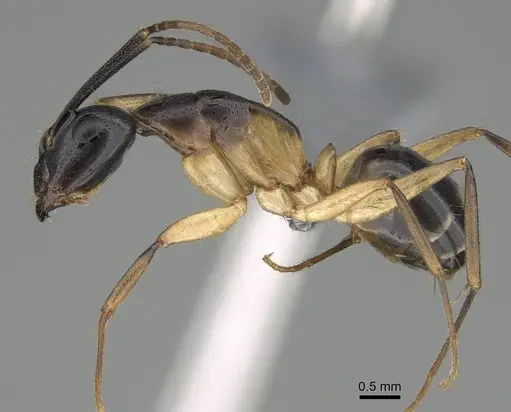 Camponotus bianconii specimen CASENT0915994 image casent0915994_3