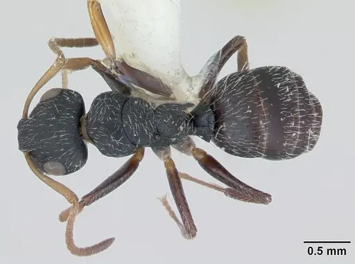 Camponotus bidens specimen CASENT0173549 image casent0173549_1
