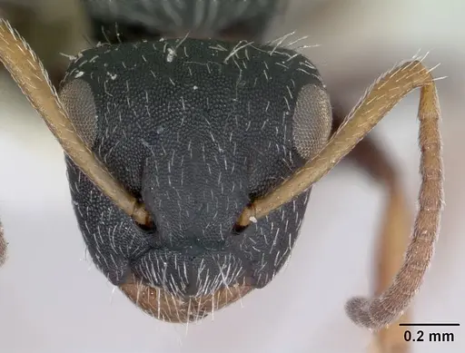 Camponotus bidens specimen CASENT0173549 image casent0173549_2