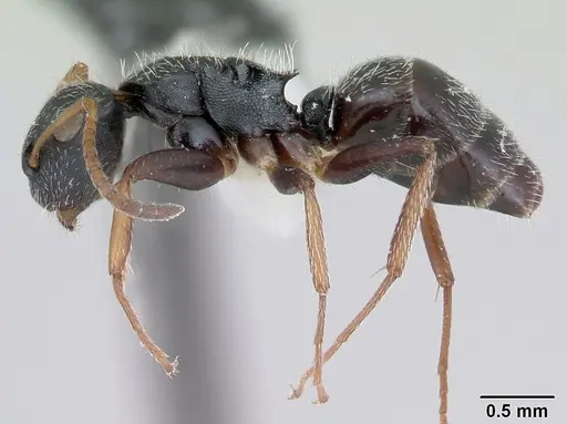 Camponotus bidens specimen CASENT0173549 image casent0173549_3