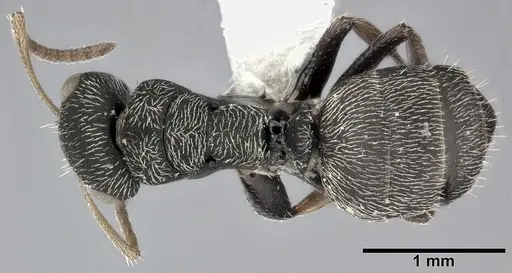 Camponotus bidens specimen CASENT0246655 image casent0246655_1