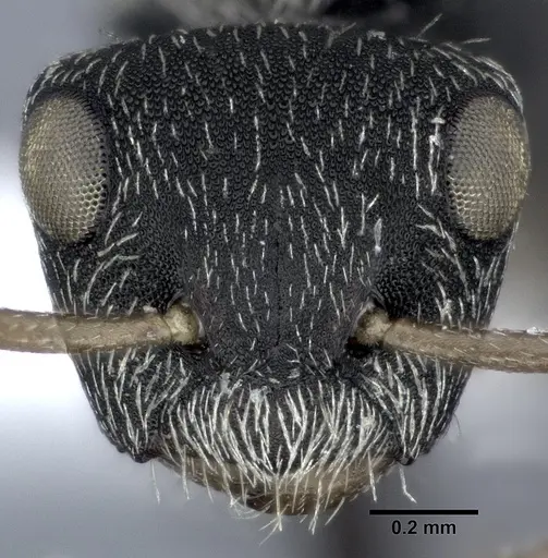 Camponotus bidens specimen CASENT0246655 image casent0246655_2