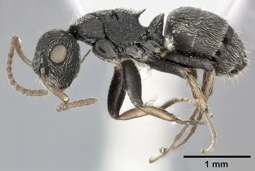 Camponotus bidens specimen CASENT0246655 image casent0246655_3