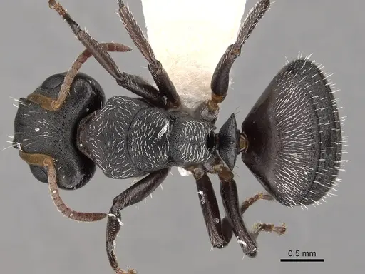 Camponotus bidens specimen CASENT0280149 image casent0280149_1