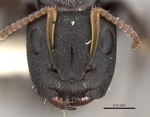 Camponotus bidens specimen CASENT0280149 image casent0280149_2