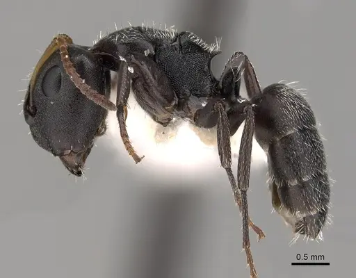 Camponotus bidens specimen CASENT0280149 image casent0280149_3