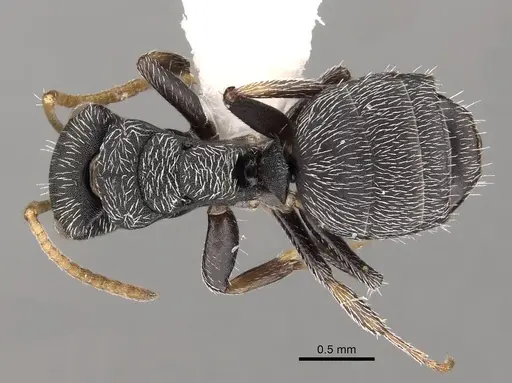 Camponotus bidens specimen CASENT0280150 image casent0280150_1