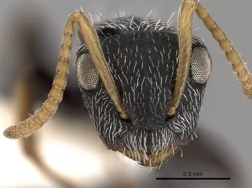 Camponotus bidens specimen CASENT0280150 image casent0280150_2